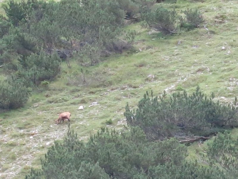 150730_Gemse_beim Abstieg_1.jpg - 30.07.2015 - Kreuzspitze - Gemse beim Abstieg  Lea, Lennart, Anton, Helmuth 